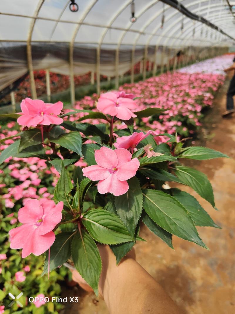 大量供货凤仙花