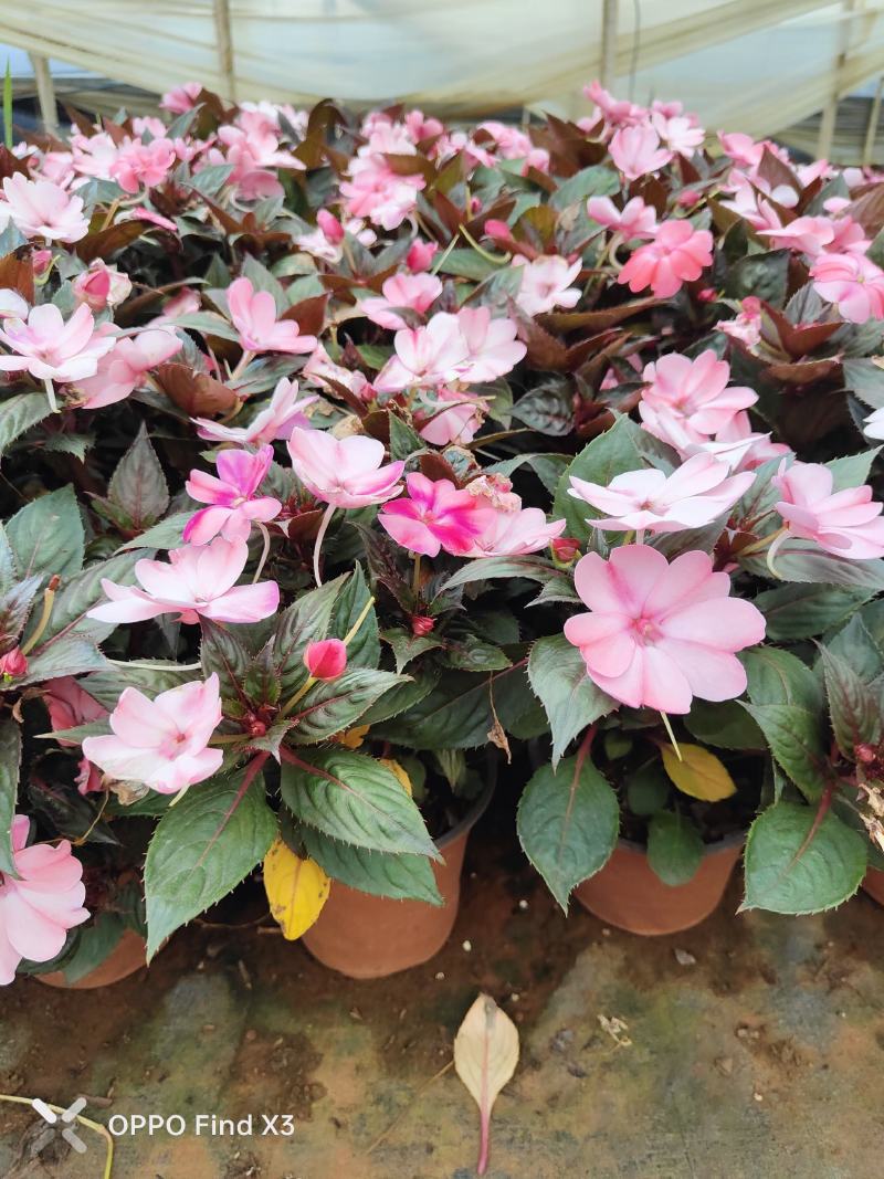 大量供货凤仙花