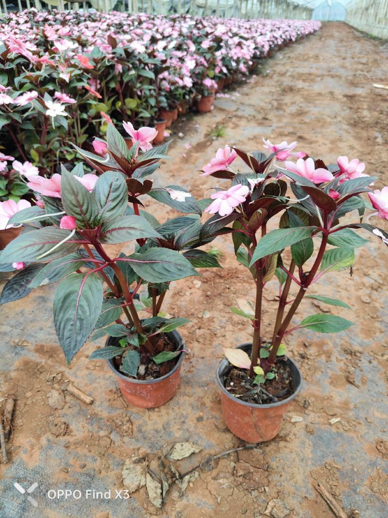大量供货凤仙花