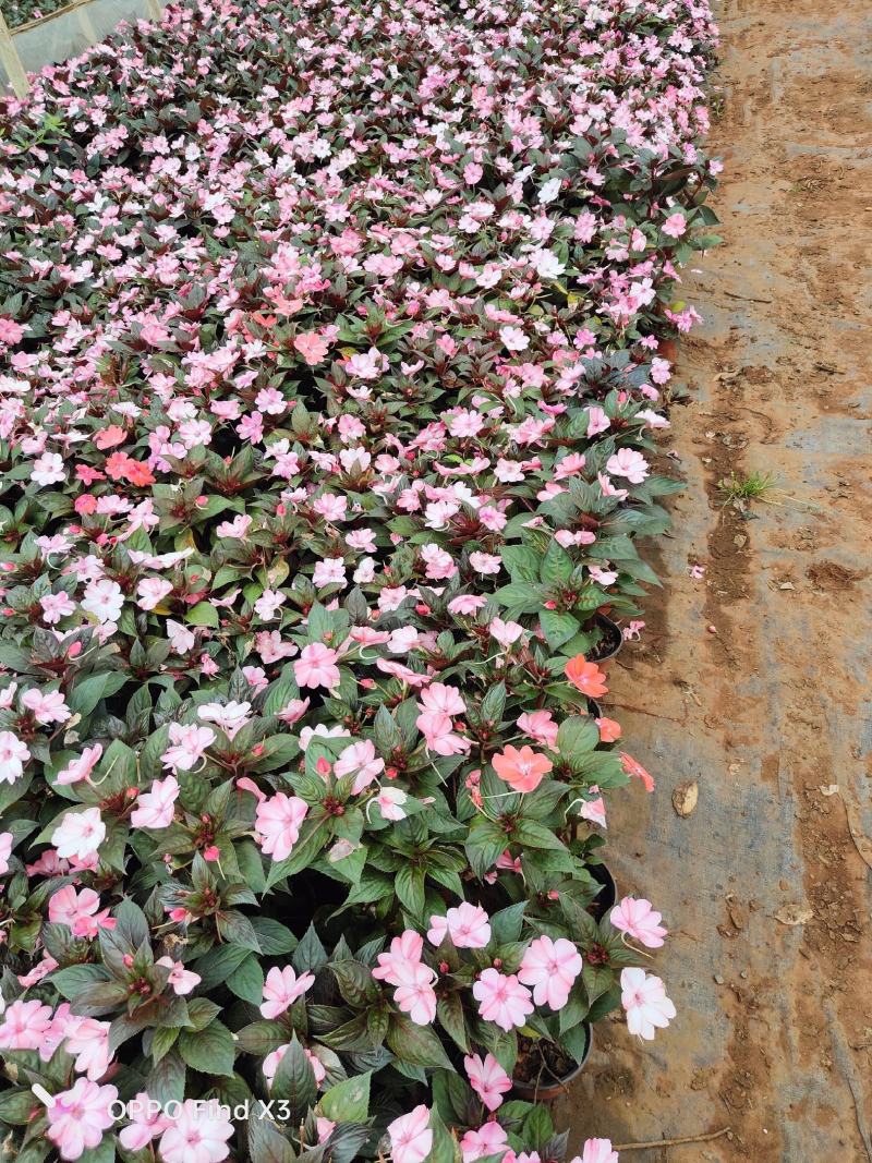 大量供货凤仙花