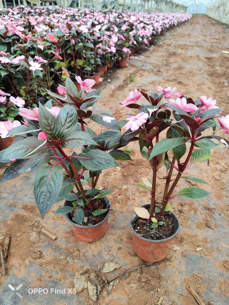大量供货凤仙花