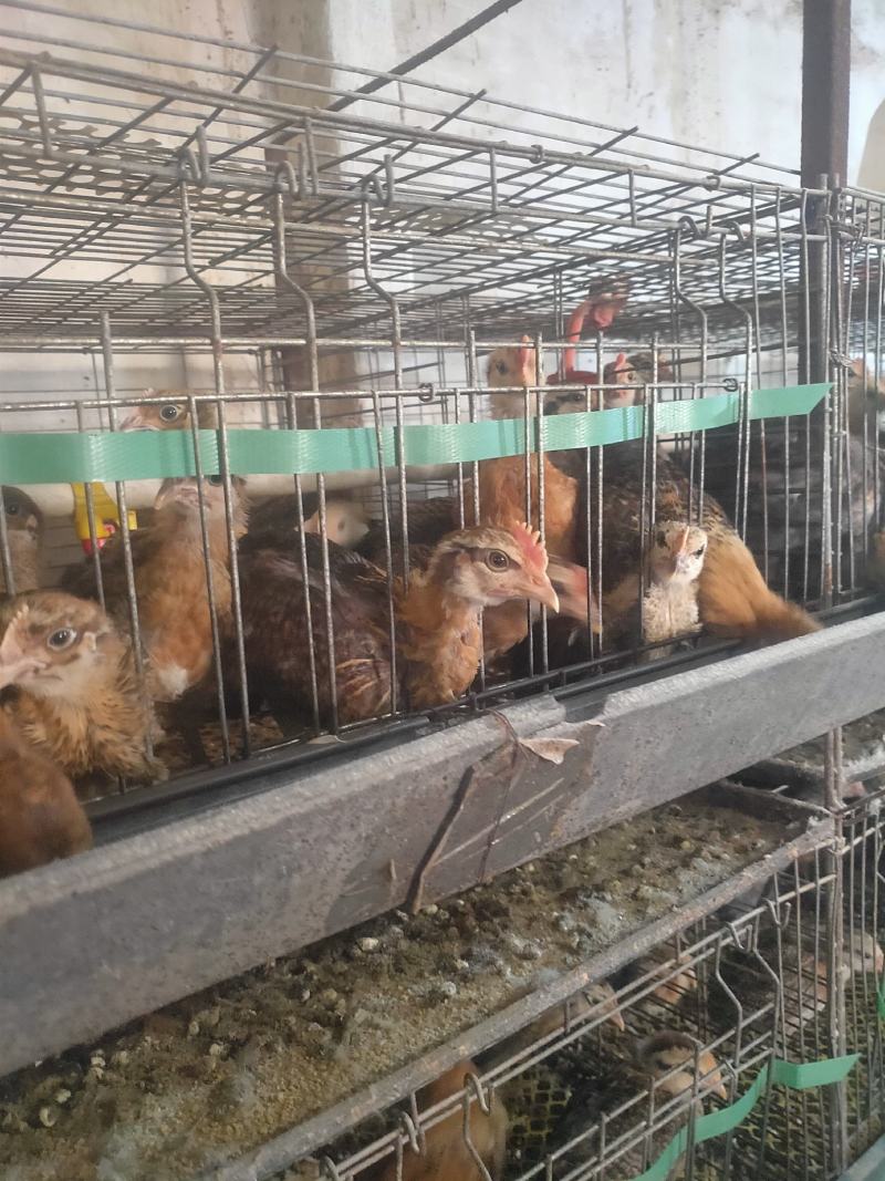 纯华北柴鸡脱温公鸡苗