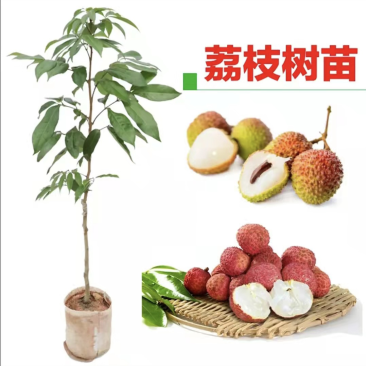 无核荔枝苗嫁接妃子笑荔枝树苗嫁接桂味荔枝苗带土带叶