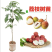 无核荔枝苗嫁接妃子笑荔枝树苗嫁接桂味荔枝苗带土带叶