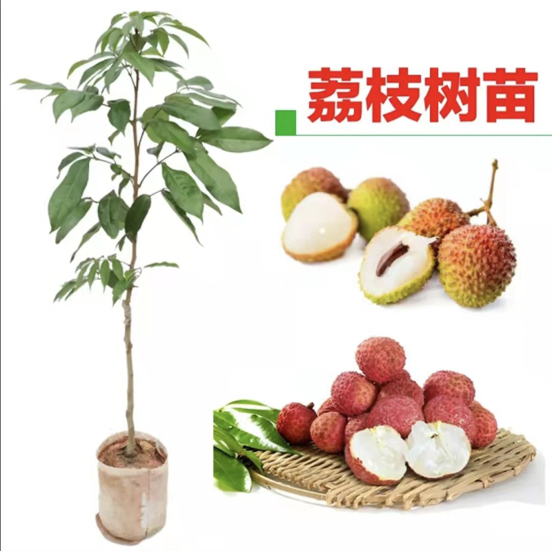无核荔枝苗嫁接妃子笑荔枝树苗嫁接桂味荔枝苗带土带叶
