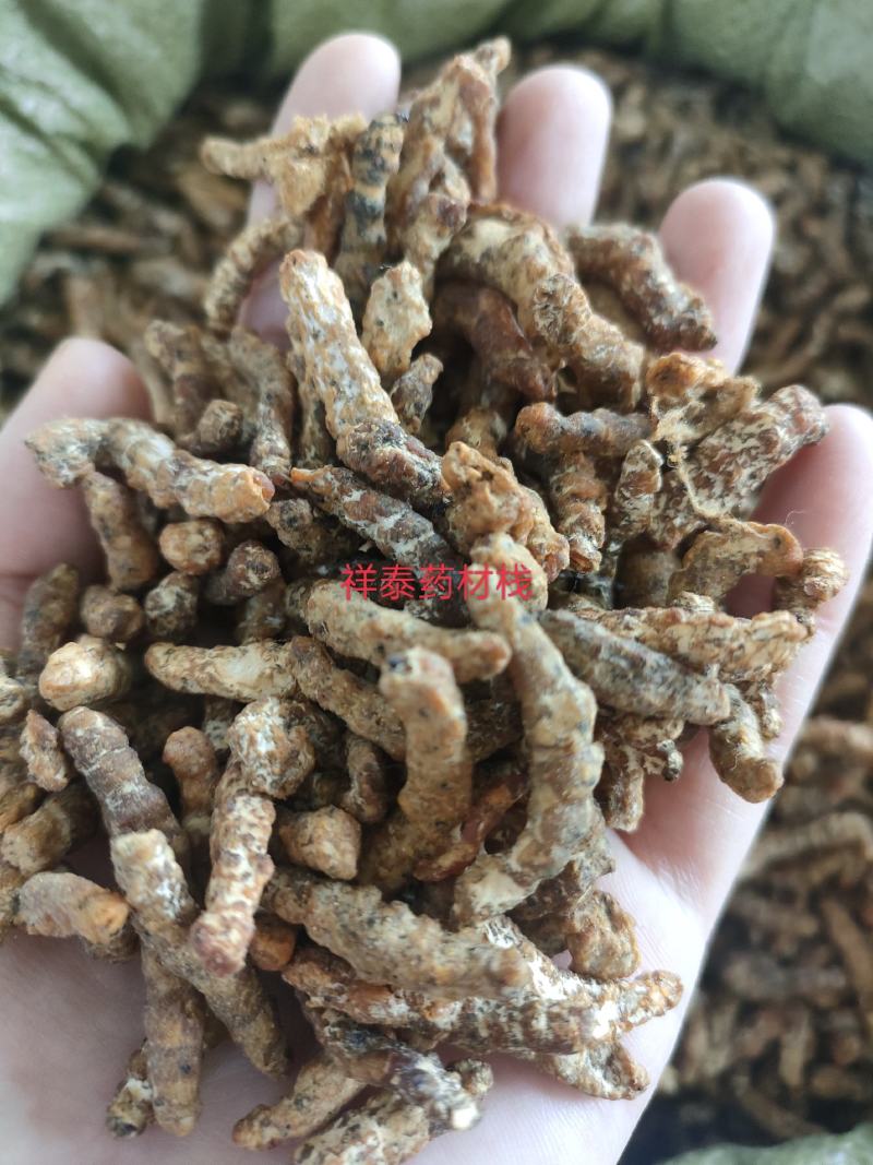 （热销）炒僵蚕麸炒僵蚕僵蚕产地大祥泰药材栈地道药材