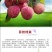 无核荔枝苗嫁接妃子笑荔枝树苗嫁接桂味荔枝苗带土带叶