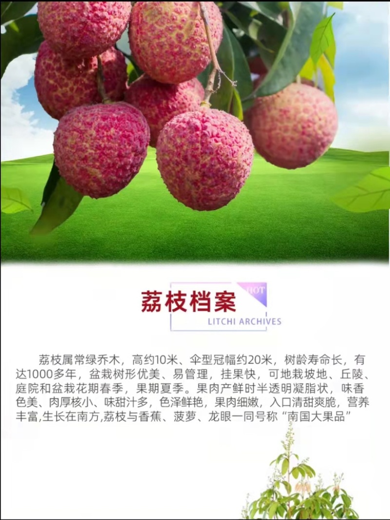 无核荔枝苗嫁接妃子笑荔枝树苗嫁接桂味荔枝苗带土带叶