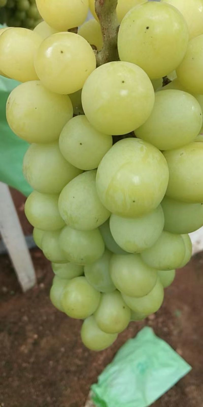 阳光玫瑰