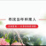 无核荔枝苗嫁接妃子笑荔枝树苗嫁接桂味荔枝苗带土带叶