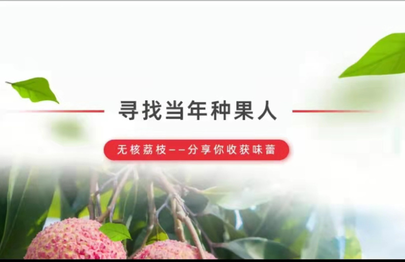 无核荔枝苗嫁接妃子笑荔枝树苗嫁接桂味荔枝苗带土带叶
