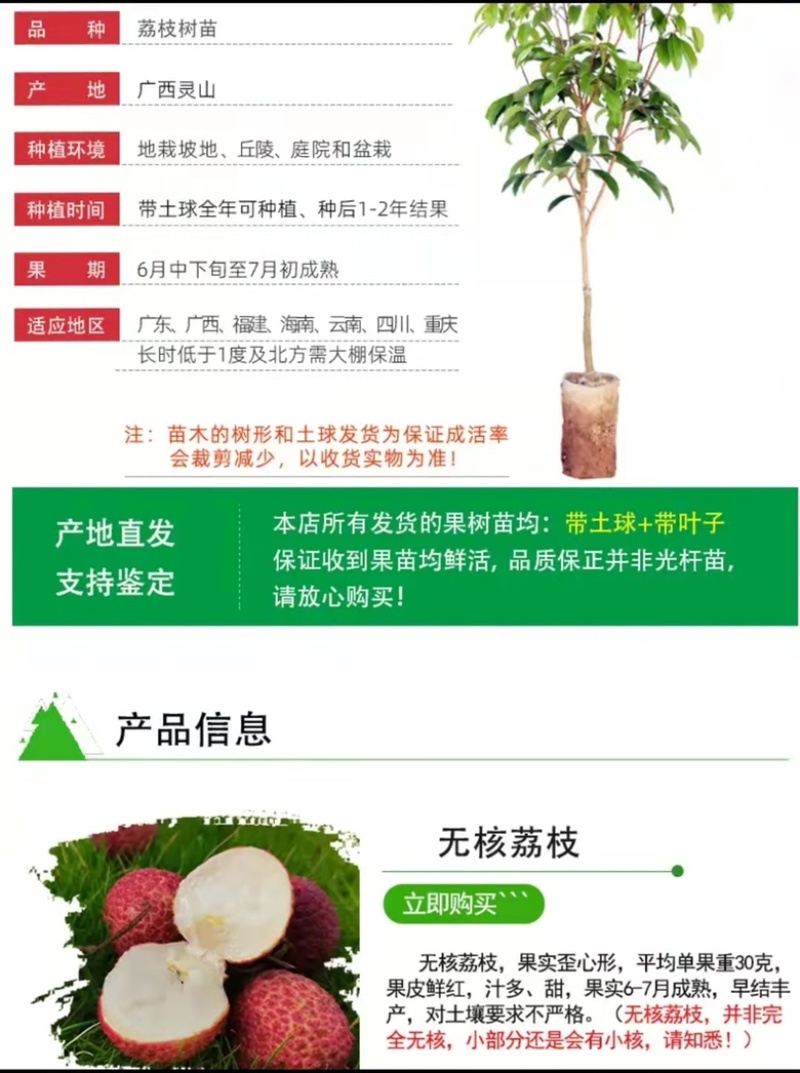 无核荔枝苗嫁接妃子笑荔枝树苗嫁接桂味荔枝苗带土带叶