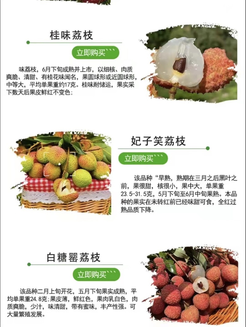 无核荔枝苗嫁接妃子笑荔枝树苗嫁接桂味荔枝苗带土带叶