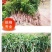 无核荔枝苗嫁接妃子笑荔枝树苗嫁接桂味荔枝苗带土带叶