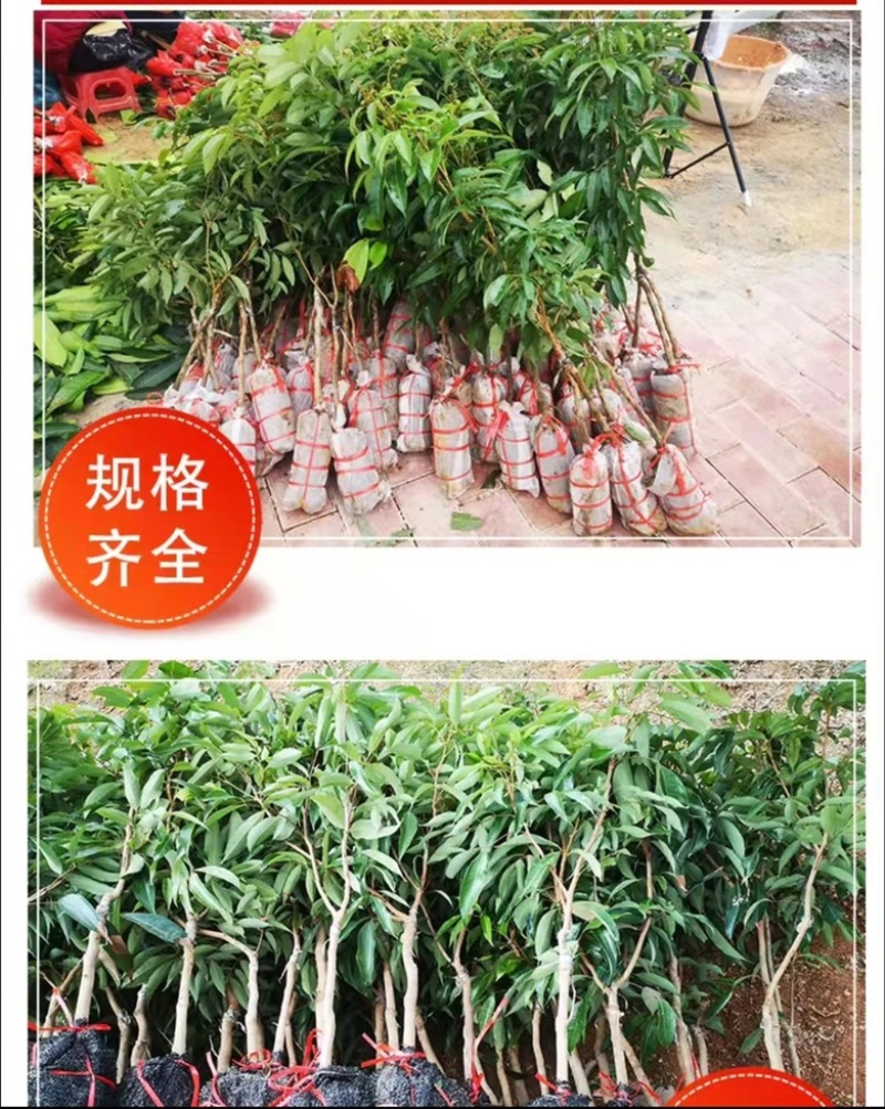 无核荔枝苗嫁接妃子笑荔枝树苗嫁接桂味荔枝苗带土带叶