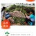无核荔枝苗嫁接妃子笑荔枝树苗嫁接桂味荔枝苗带土带叶