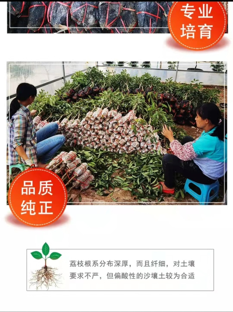无核荔枝苗嫁接妃子笑荔枝树苗嫁接桂味荔枝苗带土带叶