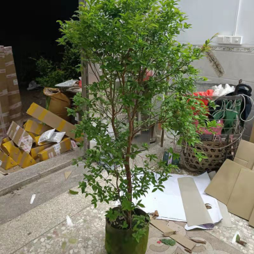 沙巴嘉宝果树葡萄带花带果7年苗1.8米高