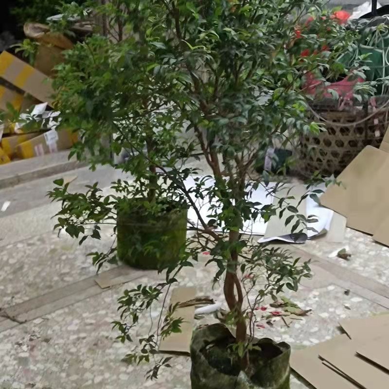 沙巴嘉宝果树葡萄带花带果7年苗1.8米高
