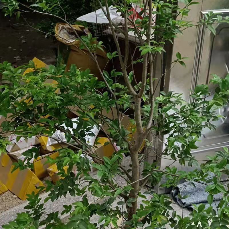 沙巴嘉宝果树葡萄带花带果7年苗1.8米高