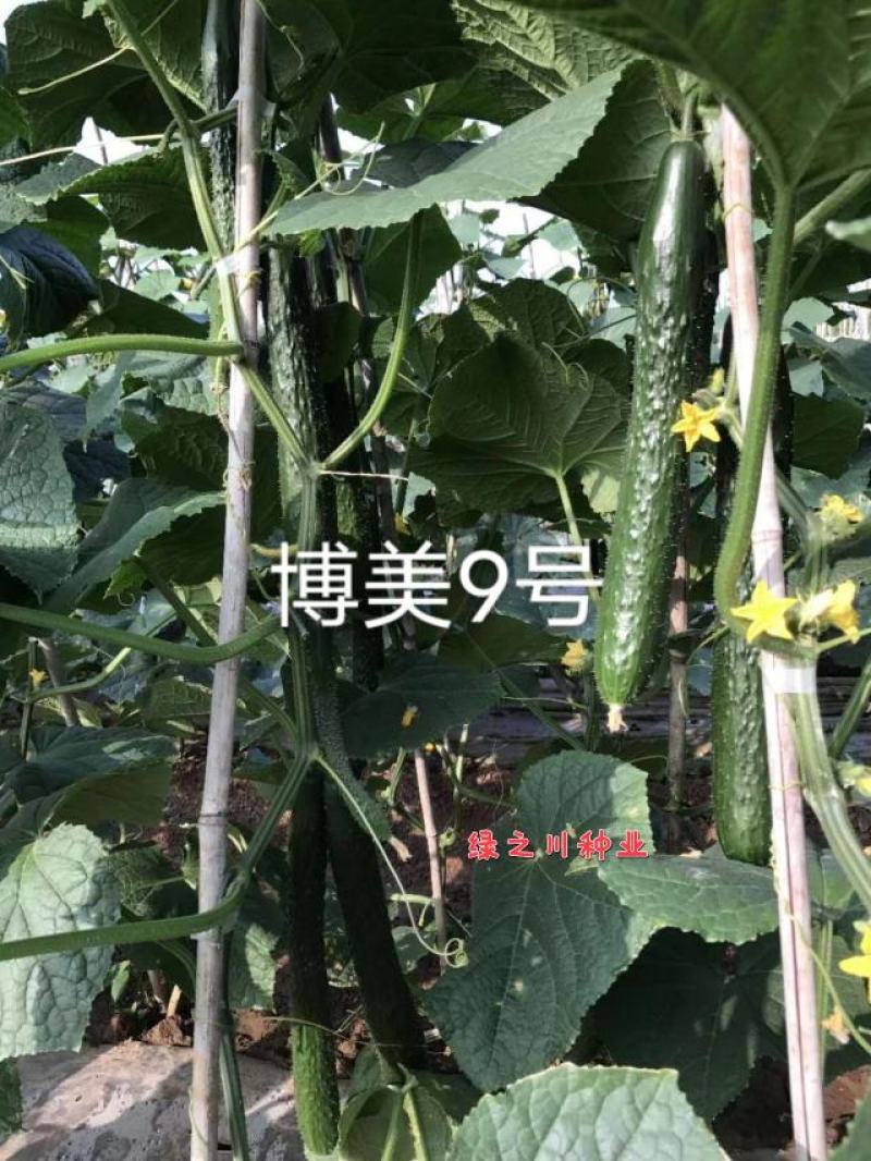 原装德瑞特博美9号黄瓜种子抗病耐热绿肉深绿油亮密刺黄瓜