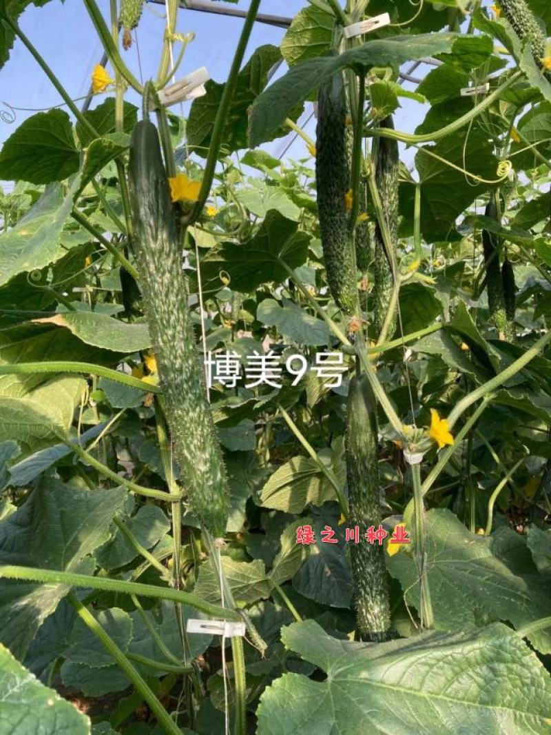原装德瑞特博美9号黄瓜种子抗病耐热绿肉深绿油亮密刺黄瓜