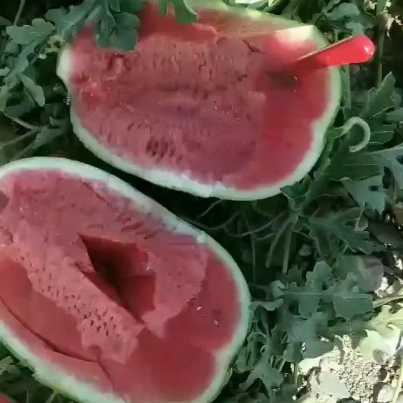 宁夏中卫硒砂瓜