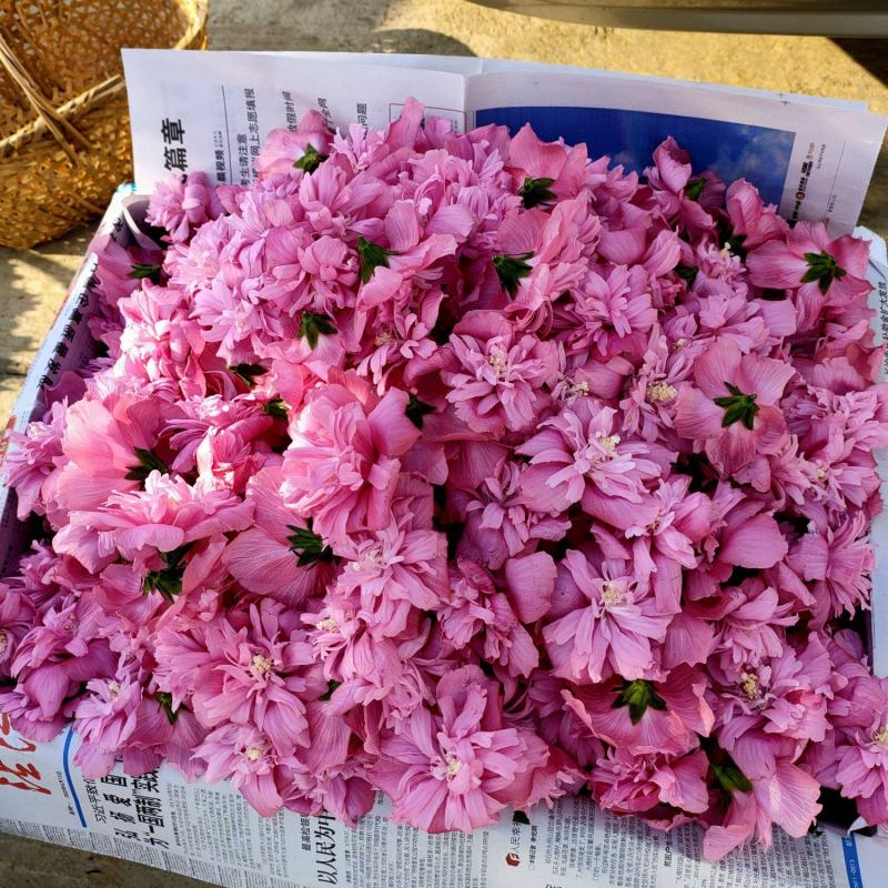 木槿花