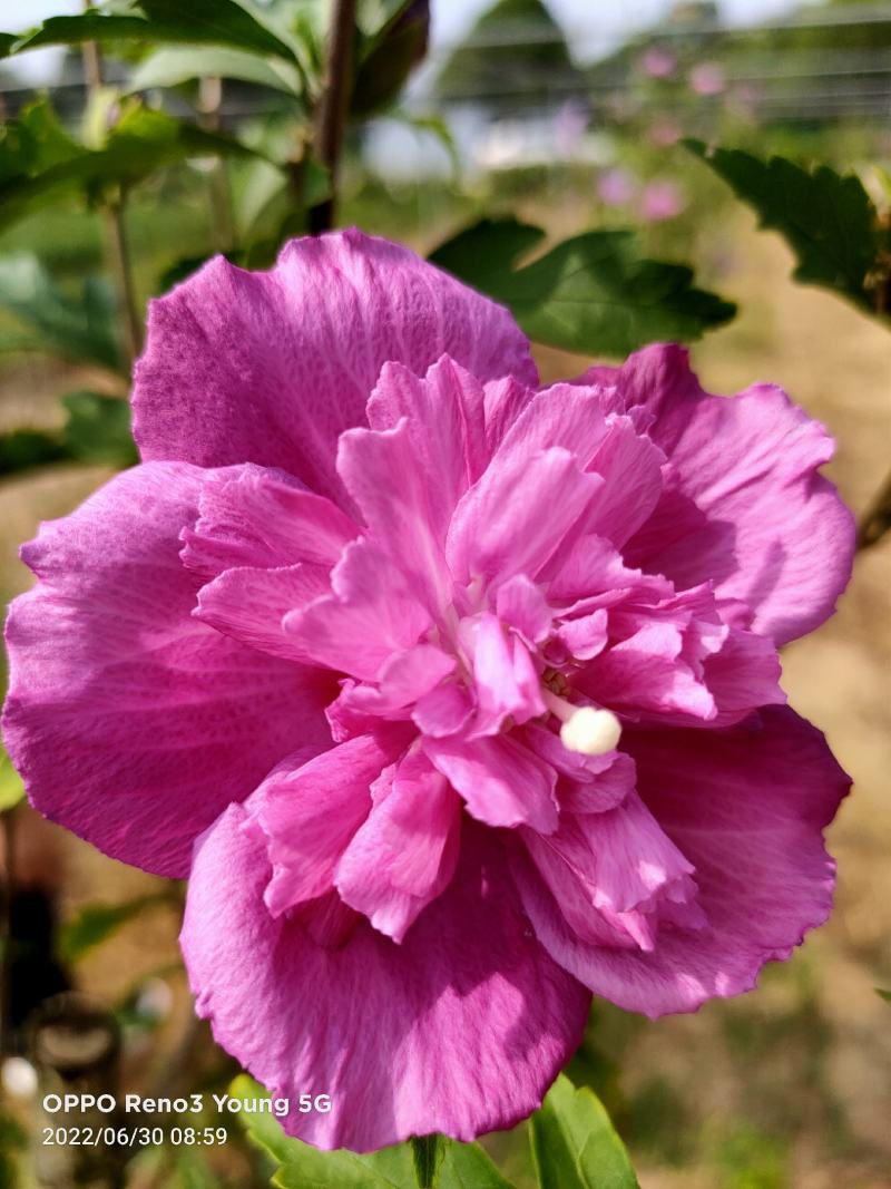 木槿花