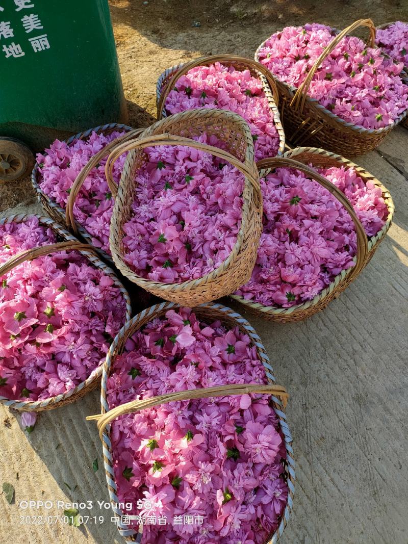 木槿花