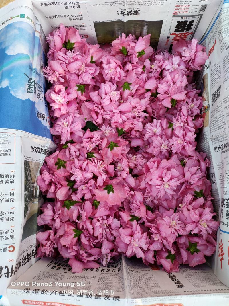 木槿花