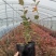 德雷珀蓝莓苗/德雷珀蓝莓苗价格/德雷珀蓝莓苗品种介绍
