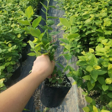 德雷珀蓝莓苗/德雷珀蓝莓苗价格/德雷珀蓝莓苗品种介绍