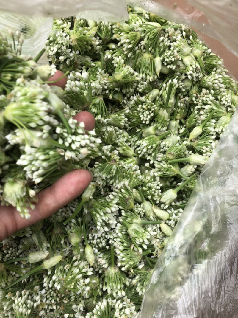 山东韭菜花，韭花，质量保证，刚下货，质量好！