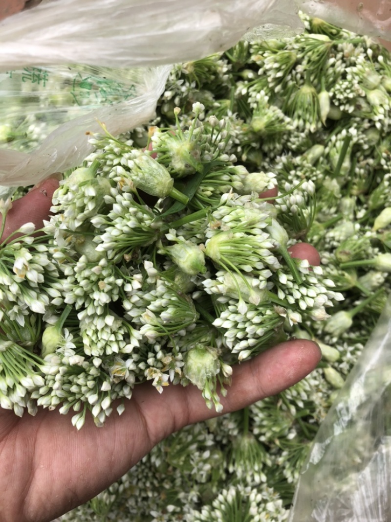 山东韭菜花，韭花，质量保证，刚下货，质量好！