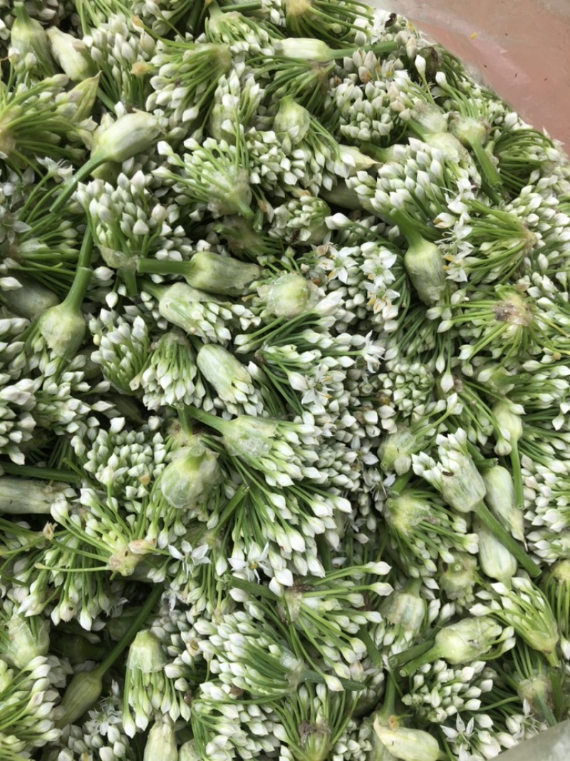 山东韭菜花，韭花，质量保证，刚下货，质量好！