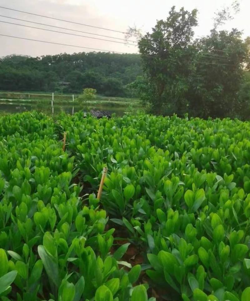大量出售马占相思有须联系我价格优惠质量保证