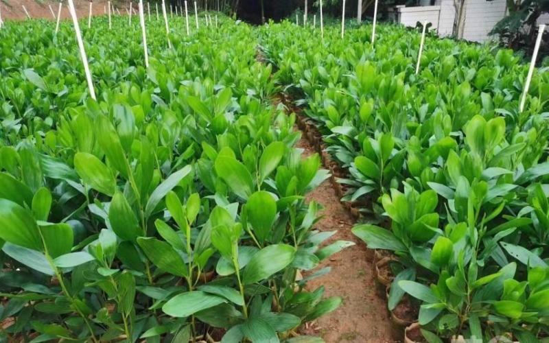 大量出售马占相思有须联系我价格优惠质量保证