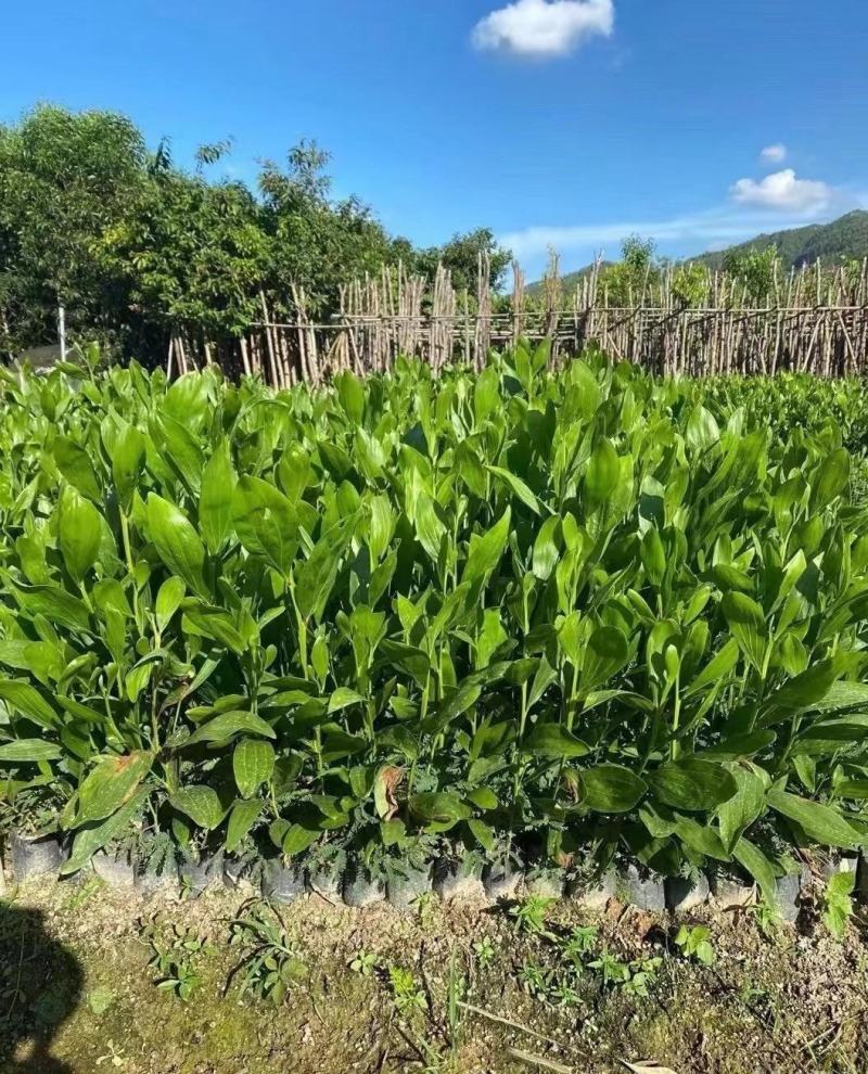 大量出售马占相思有须联系我价格优惠质量保证