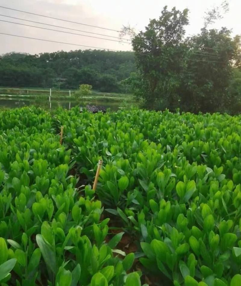 大量出售马占相思有须联系我价格优惠质量保证