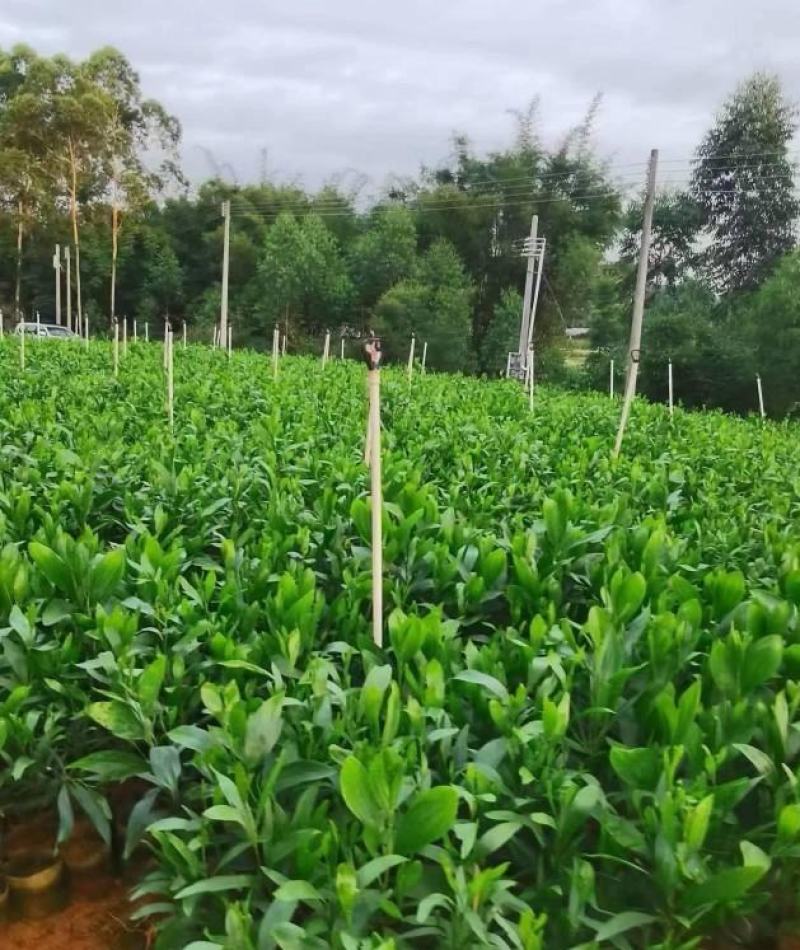 大量出售马占相思有须联系我价格优惠质量保证