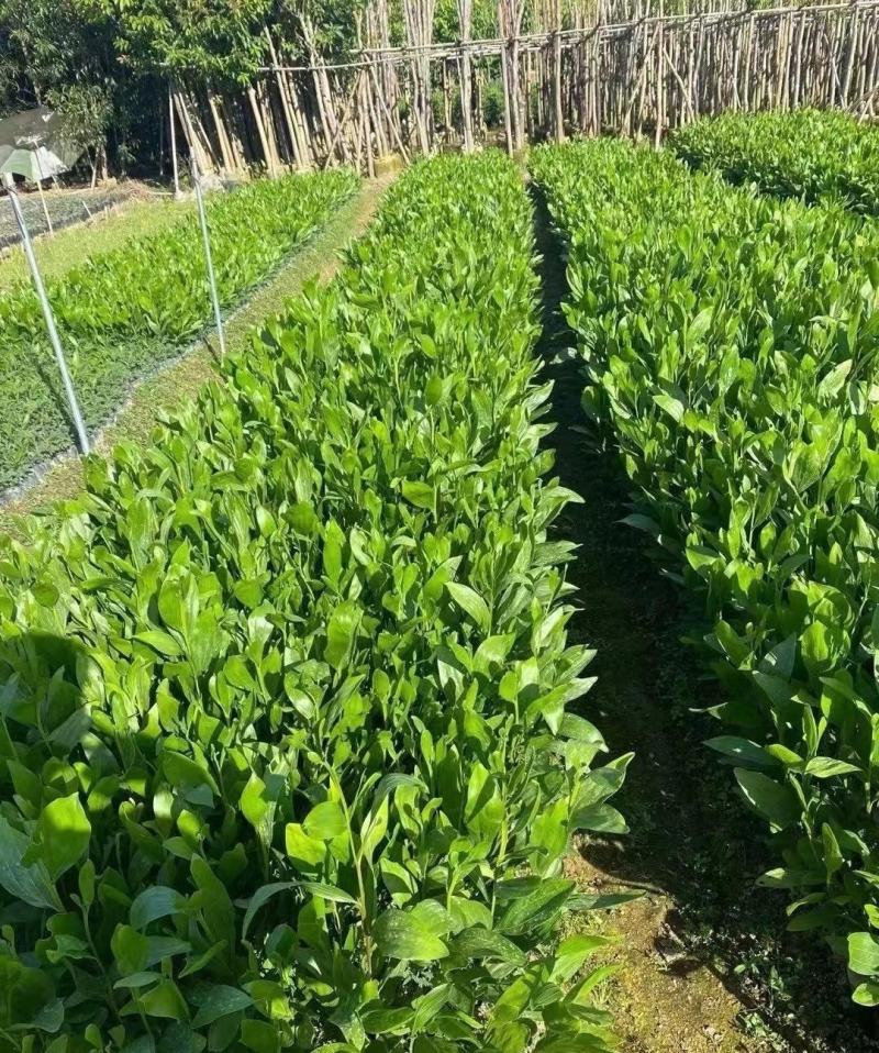 大量出售马占相思有须联系我价格优惠质量保证