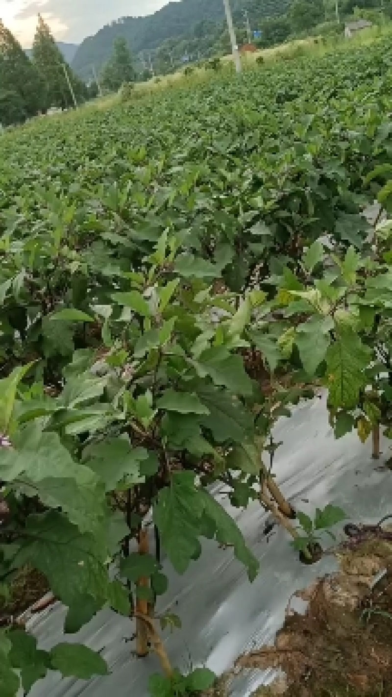 茄子