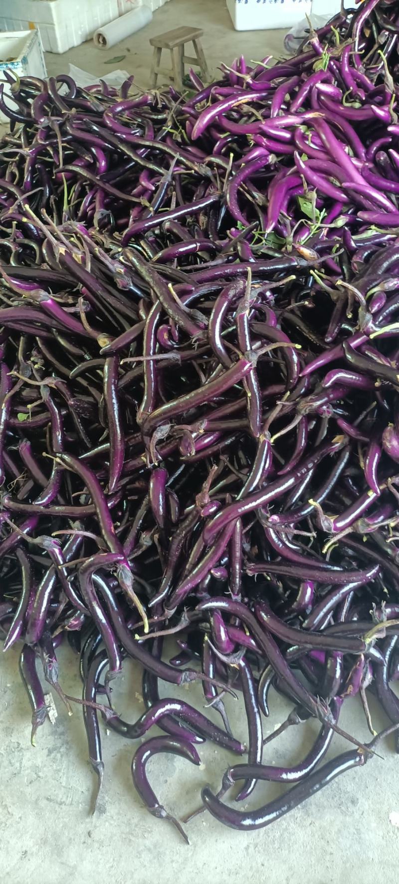 茄子