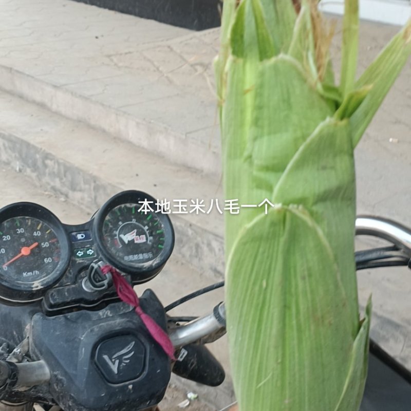 万糯200