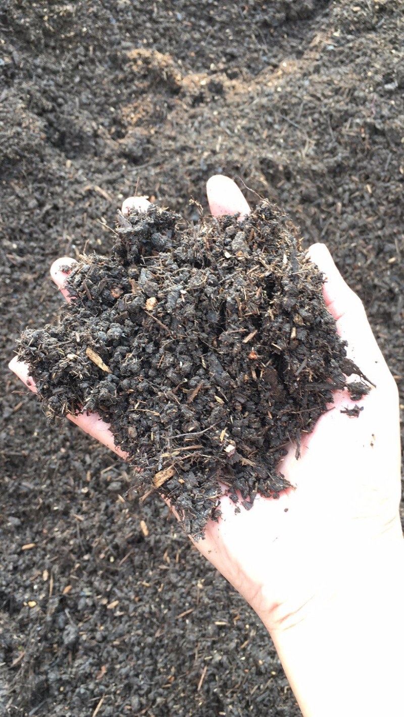 批发园林绿化工程泥炭土厂家花卉绿植