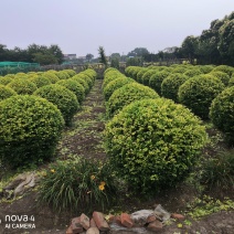 各种规格的精品小叶女贞球，苗圃一手货源，量大从优