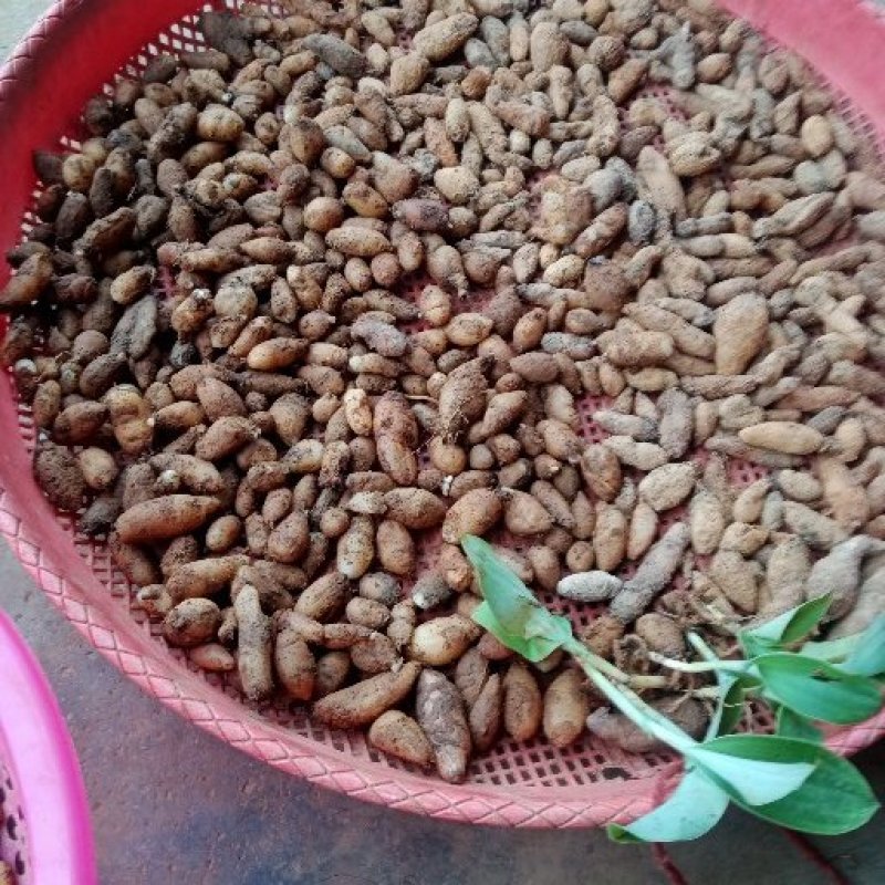 双肾草