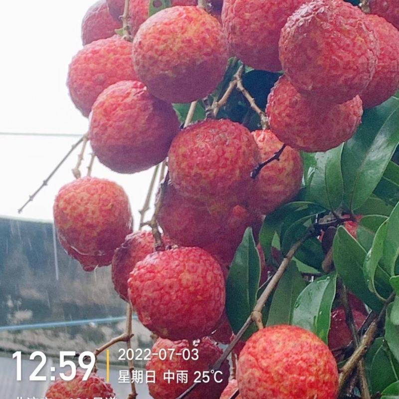 荔枝
