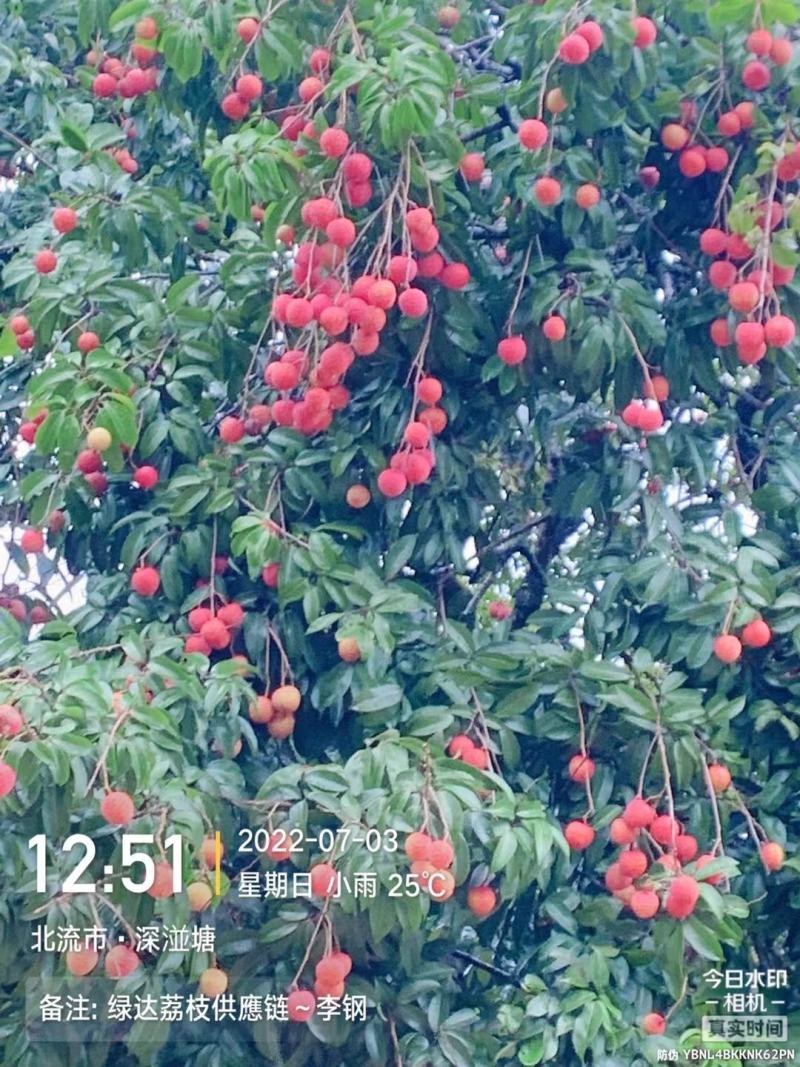 荔枝